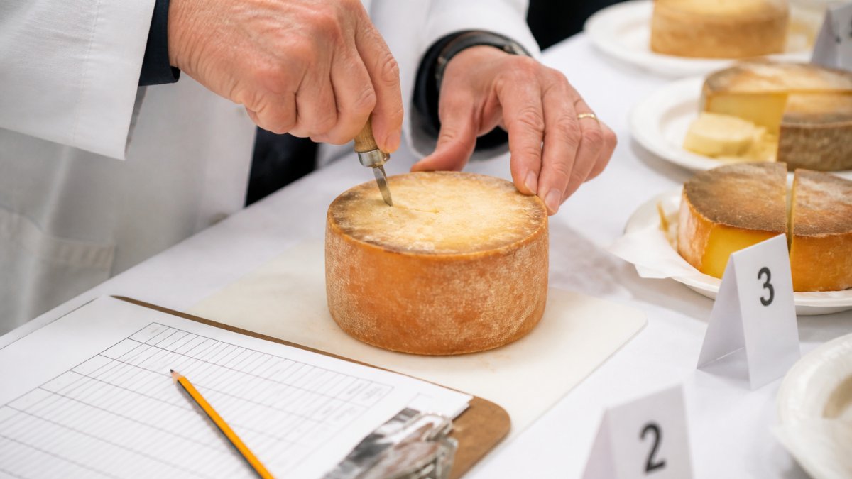 Close-up of a cheese judge's hands cutting into a wheel of aged cheese with a tasting knife, scoring sheet and numbered cheese samples visible on a white table