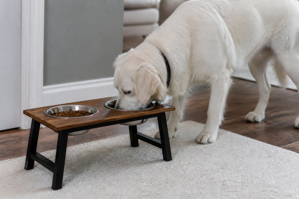 What Are the Benefits of Elevated Dog Bowls?