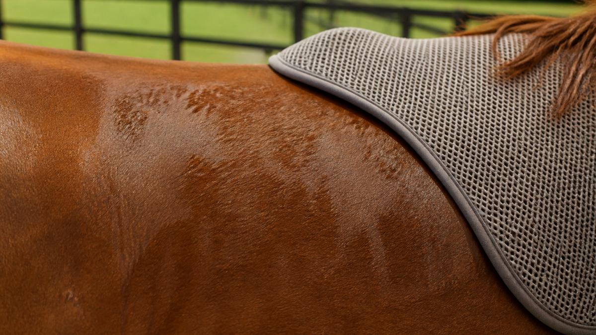 Diagram illustrating moisture distribution patterns on a horse's back under a mesh saddle pad after exercise
