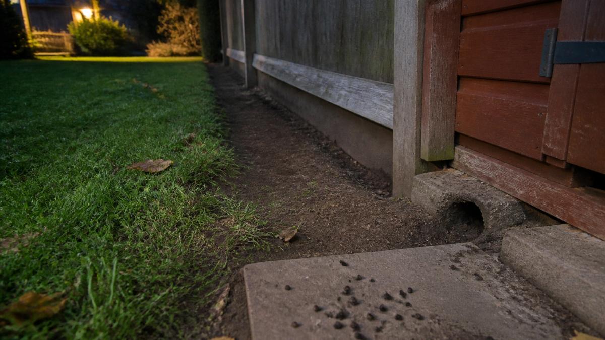 A close-up photograph of a residential garden lawn at dusk showing a clear rat run along a fence line, with a small burrow entrance visible near a shed base and scattered droppings on a paving slab