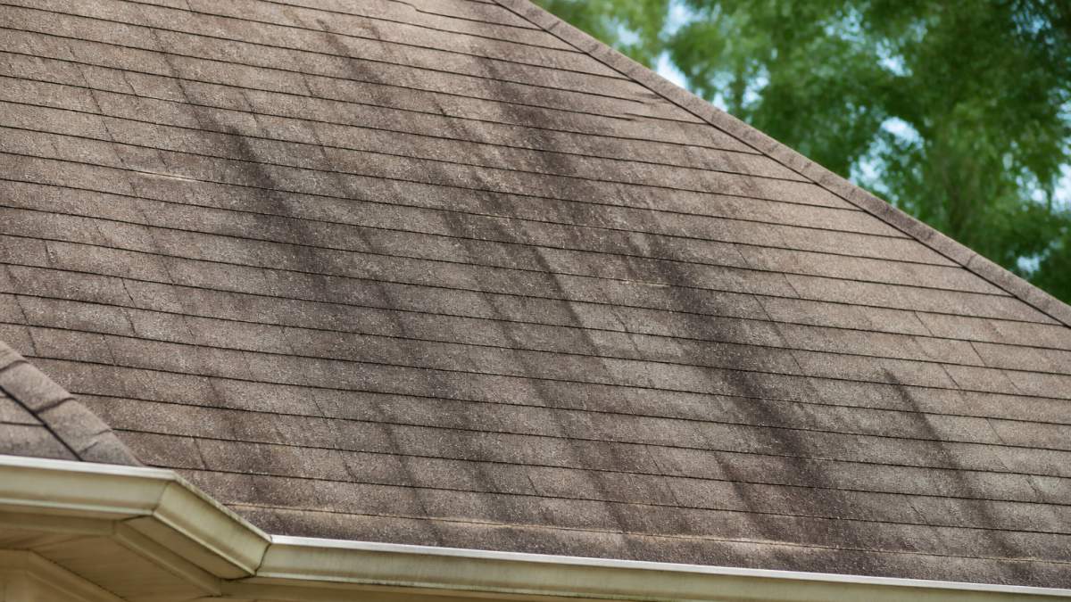 Close-up photograph of dark black streaks running down an asphalt shingle roof, with visible granule texture and a clear contrast between the stained and clean sections