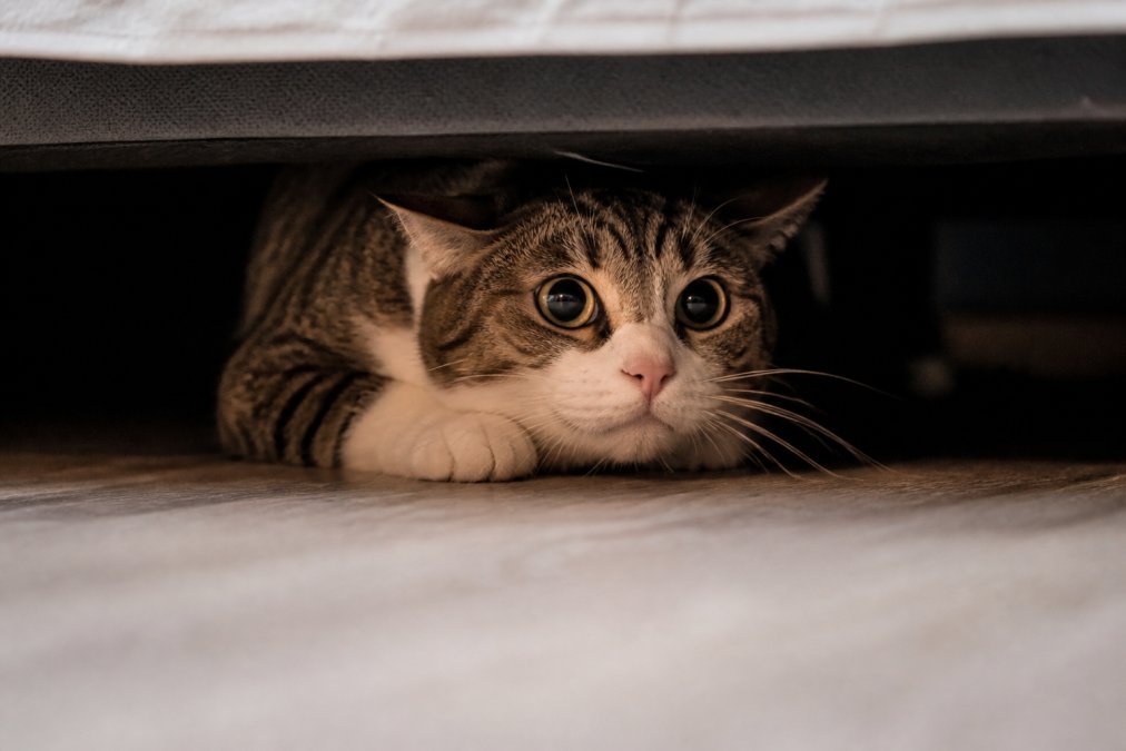 Close-up of a cat with ears pinned back hiding under a bed, showing stressed body language and dilated pupils in dim indoor lighting