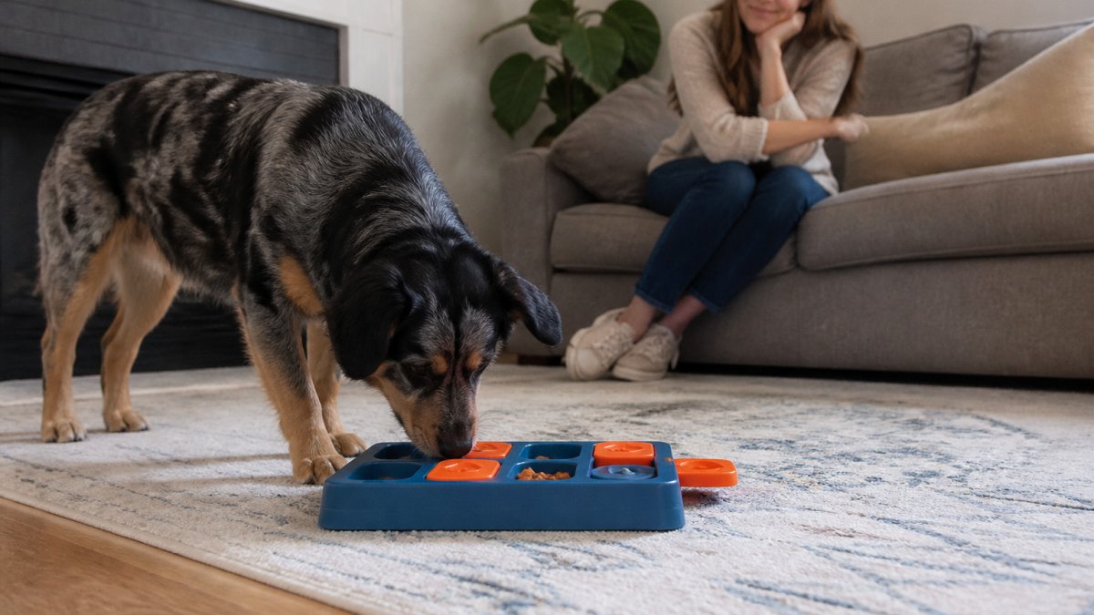 A medium-sized dog nosing at a sliding puzzle feeder on a living room floor, kibble visible in the compartments, owner watching from a nearby couch