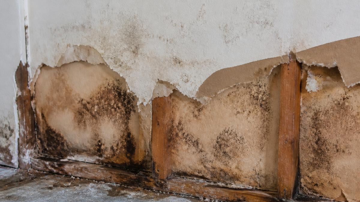 Close-up of water-stained drywall with visible mold discoloration and warping, showing deteriorated building materials and moisture damage