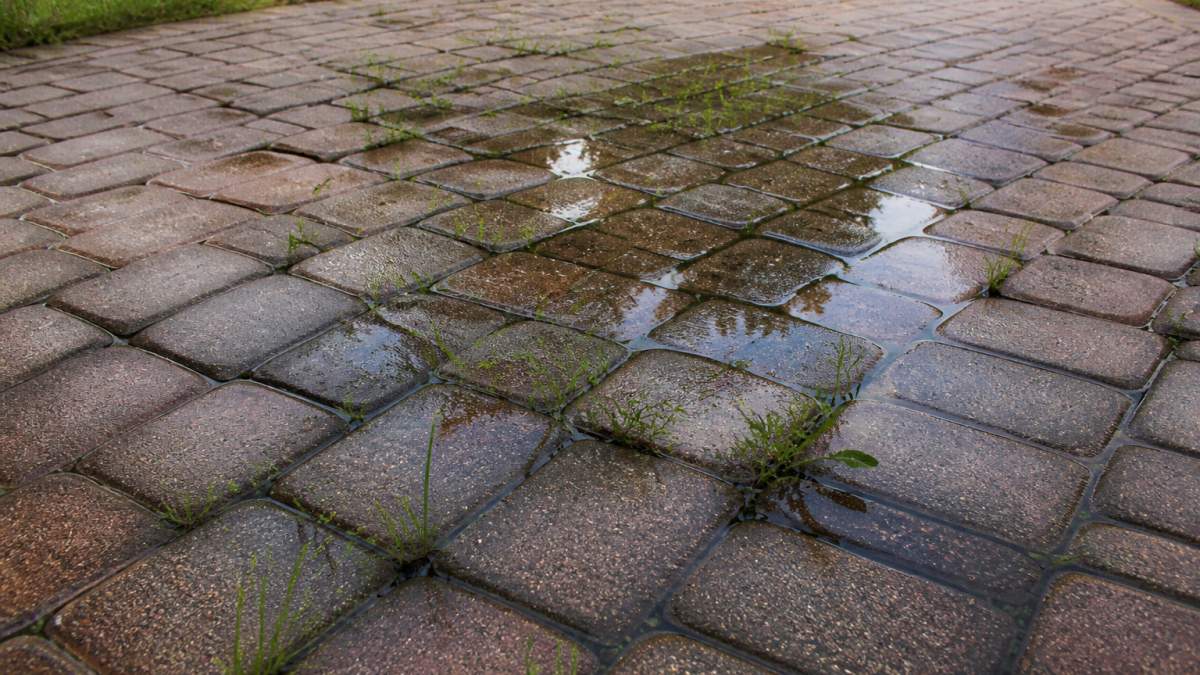 Close-up photograph of a residential paver driveway with weeds sprouting from widened joints and dark water stains pooling between the stones after rain