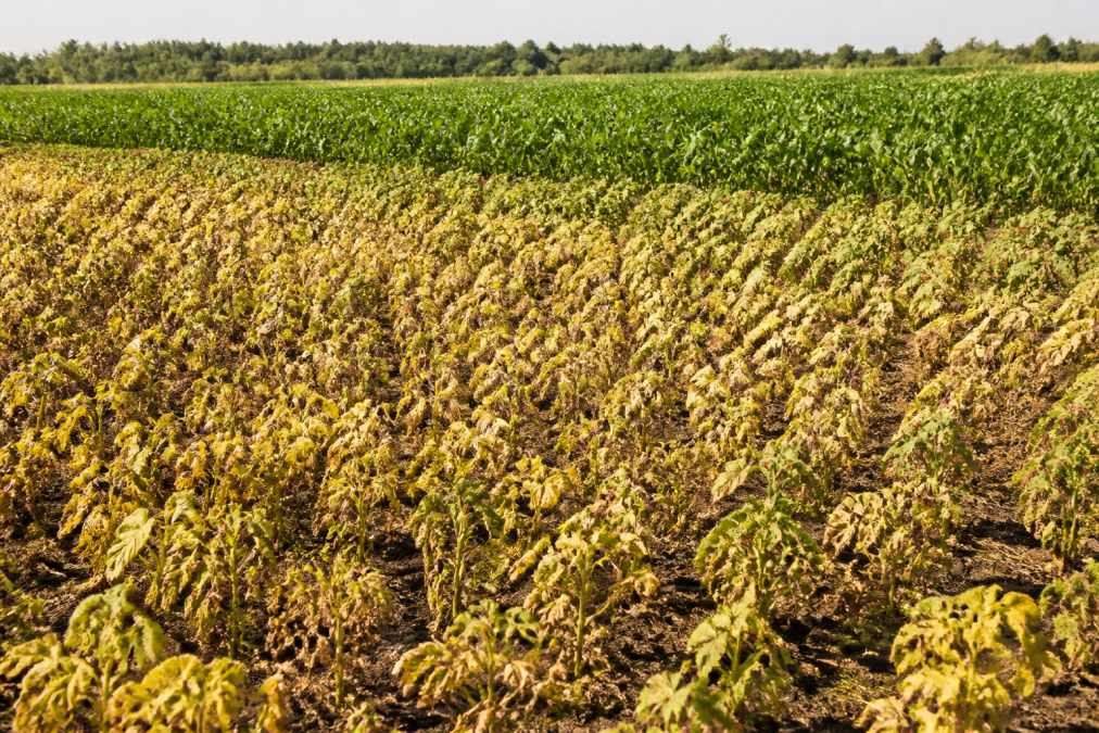 Agricultural field showing distinct visual contrast between wilted, stressed crops in foreground and vigorous, healthy green plants in background, under bright sunlight indicating heat stress conditions