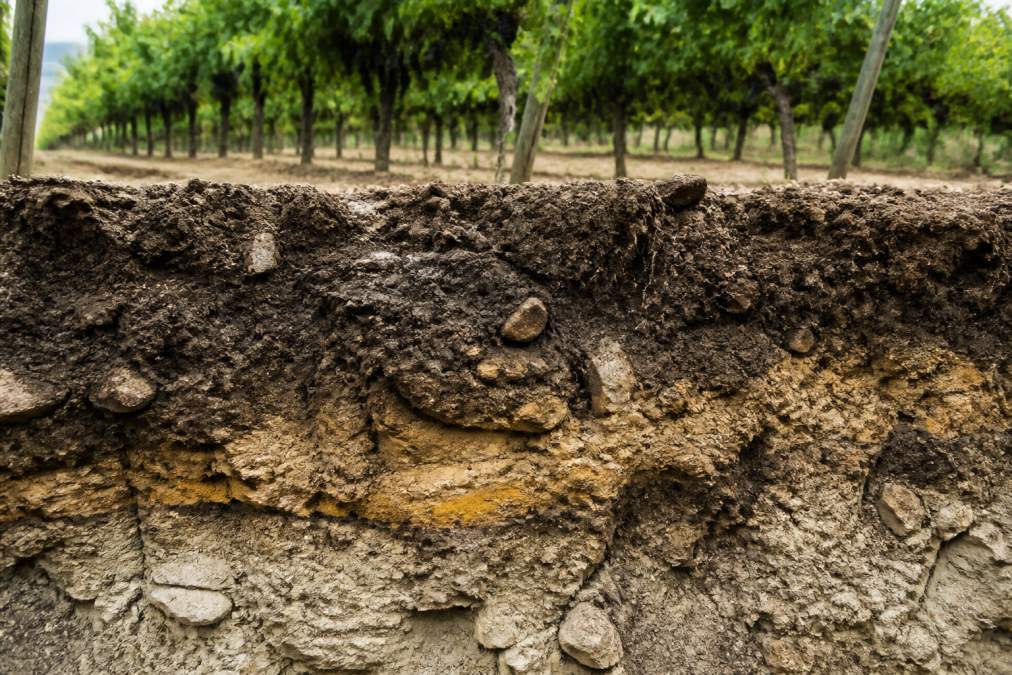 Close-up of rich, dark vineyard soil showing distinct layered texture with small stones and mineral fragments, grapevines visible in soft background