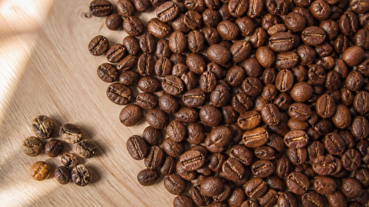 Overhead close-up of whole roasted coffee beans spread across a light wooden table, uniform in size and color with a few cracked and discolored beans set aside for contrast, soft daylight from the left