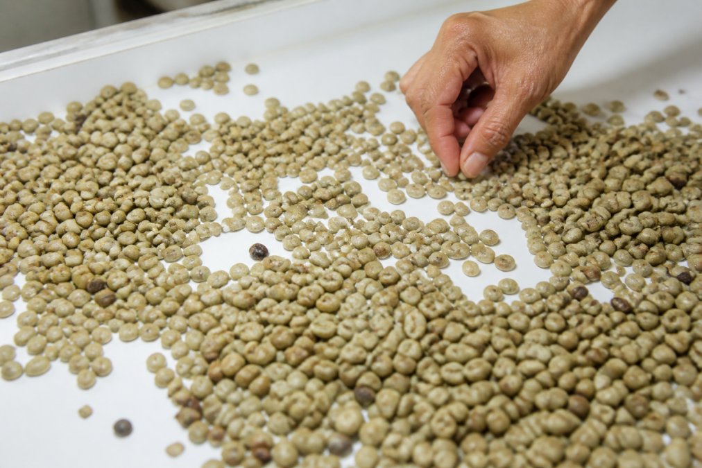 Close-up of green coffee beans spread across a white sorting table under bright lighting, showing variations in size, color, and texture that graders examine during defect counting