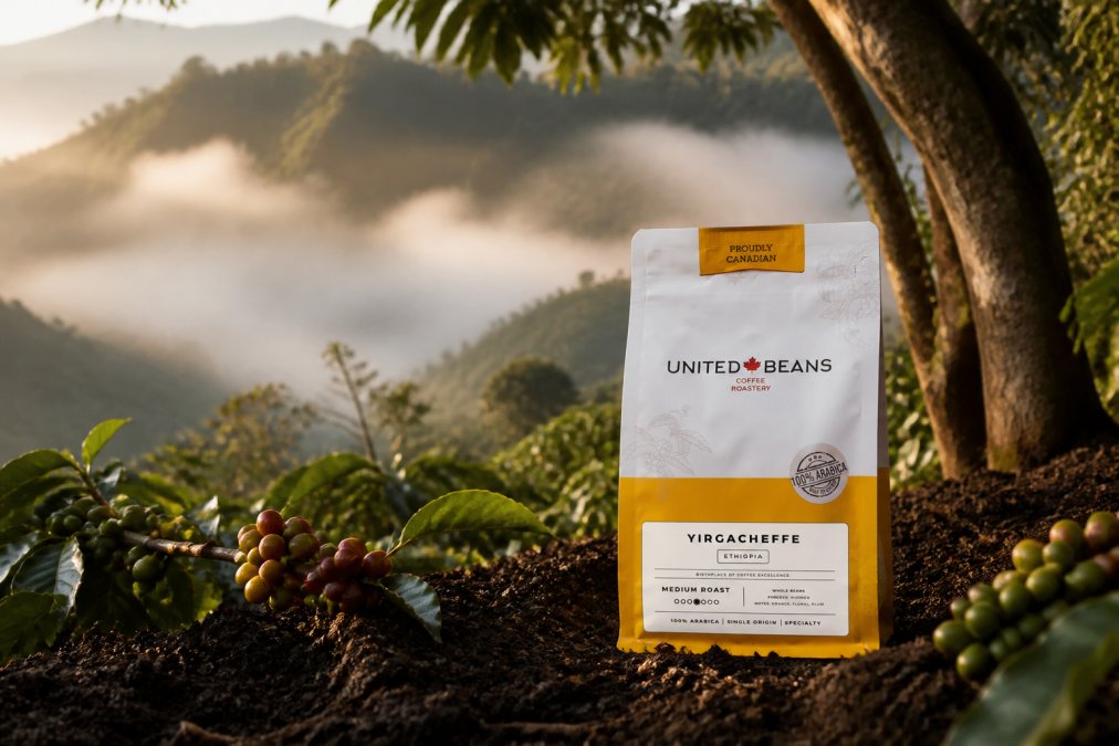 Lush Ethiopian coffee plants growing on a misty high-altitude mountainside with volcanic soil visible, morning light filtering through the canopy