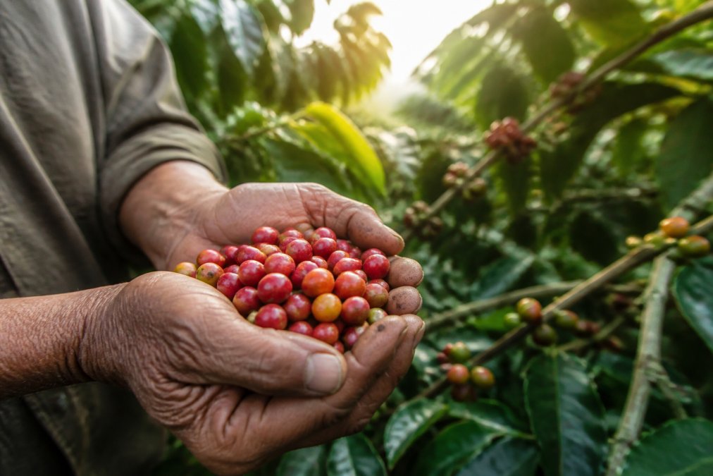 A coffee farmer's weathered hands holding a cluster of ripe red coffee cherries in a lush green plantation with soft morning light filtering through the leaves