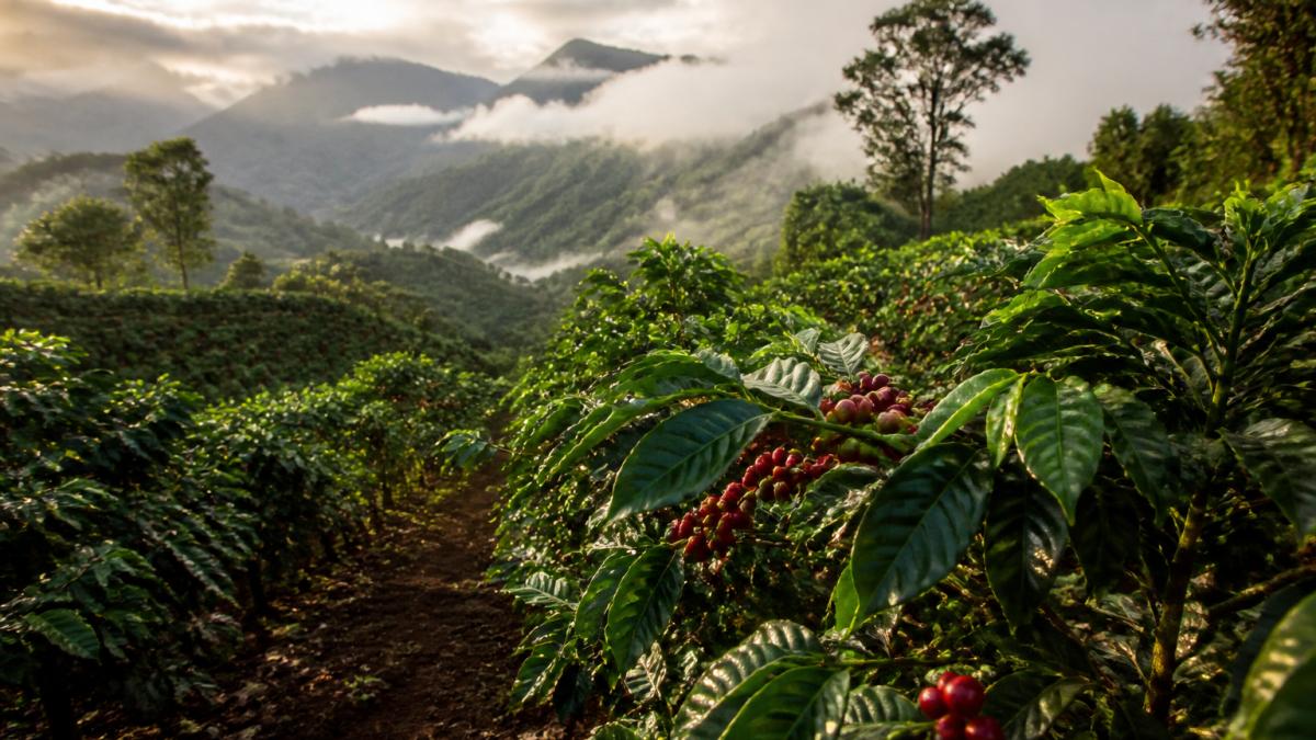 Lush coffee farm at high altitude with rows of coffee plants bearing ripe red cherries, volcanic soil visible in patches between plants, misty mountains in the background, tropical morning light filtering through clouds