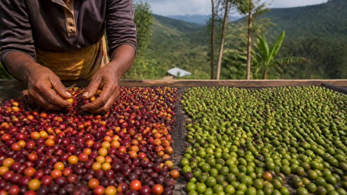 Close-up of hands sorting freshly harvested coffee cherries on a raised drying bed at a small farm, with green hills visible in the background