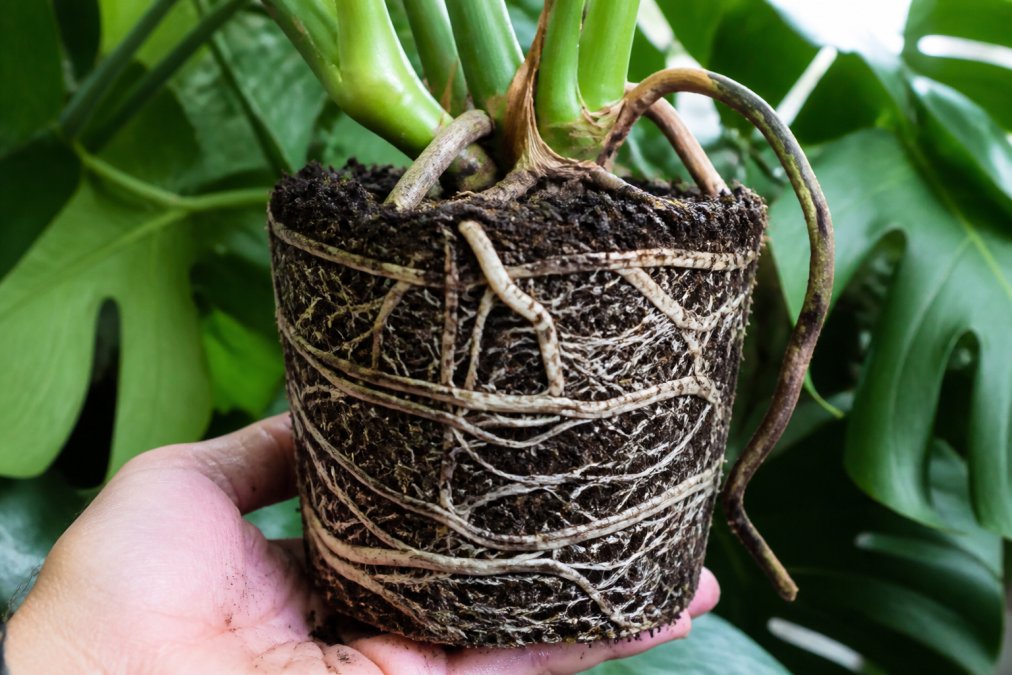 Close-up of Monstera root ball showing roots circling the pot surface in dense white spirals, compacted dark soil, and aerial roots emerging from the stem against blurred green foliage