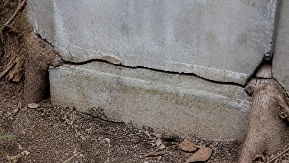 Close-up of visible horizontal cracks running across a concrete foundation wall with tree roots visible at the edges pushing through the damaged area in natural daylight