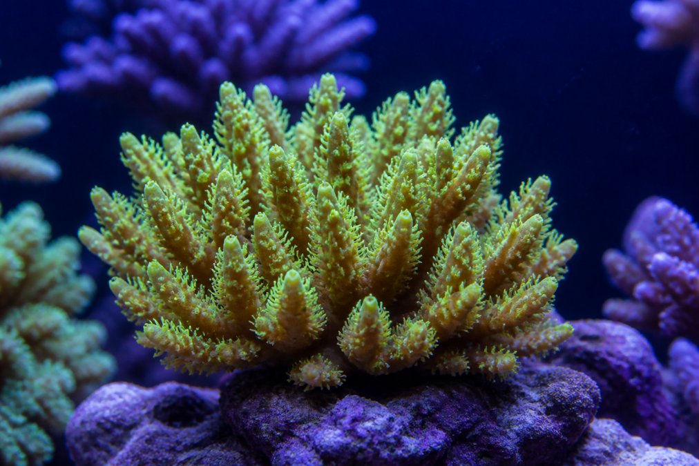 Close-up underwater photograph of a vibrant healthy coral colony in a reef aquarium, showing full polyp extension, rich coloration, and clean tissue with no white patches or algae overgrowth