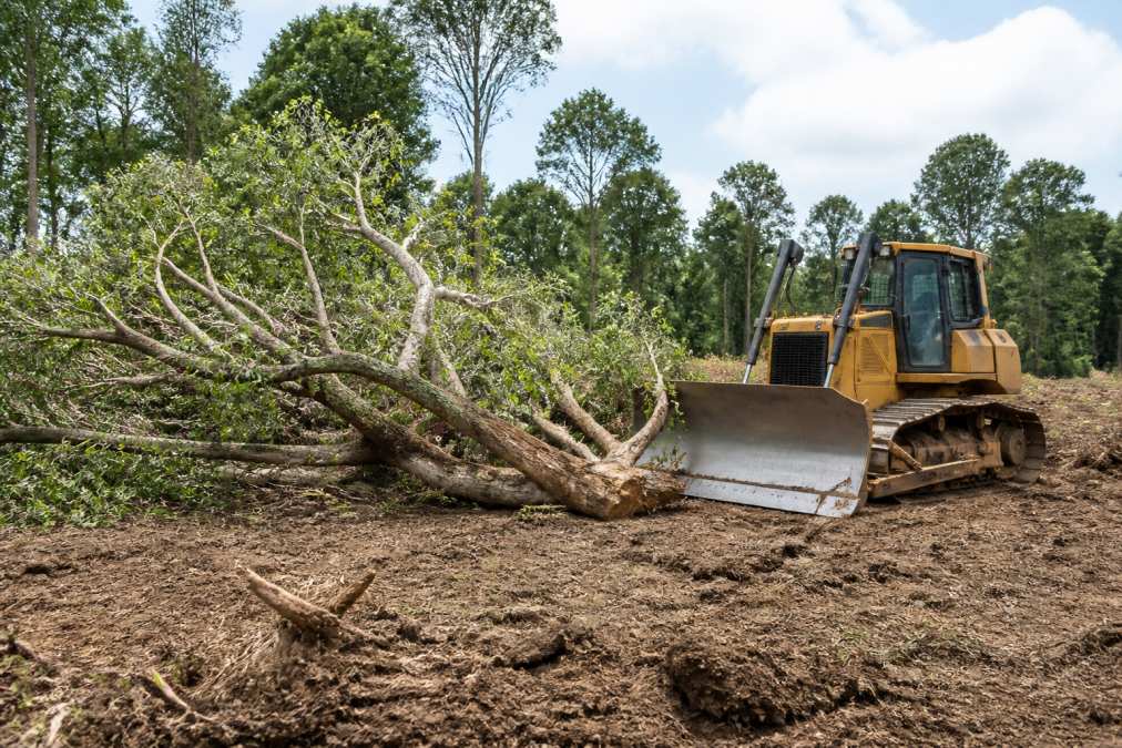 What to Look for in Land Clearing: 2026 Buyer's Guide