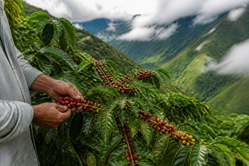 A close-up of ripe red coffee cherries being hand-picked from a lush green coffee plant on a steep Andean hillside, with misty mountains in the background and a farmer's hands gently cupping the cherries