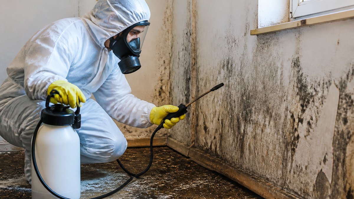 When to Hire Professional Mold Remediators