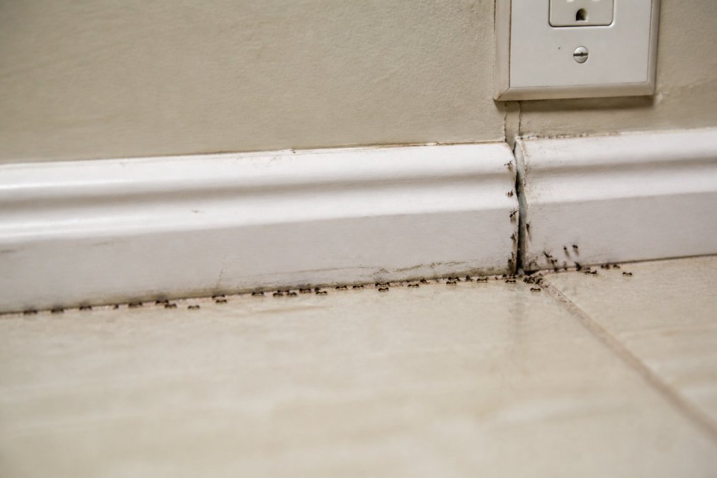Close-up photograph of a distinct line of small black ants crawling along a kitchen baseboard and into a tiny crack near a wall outlet