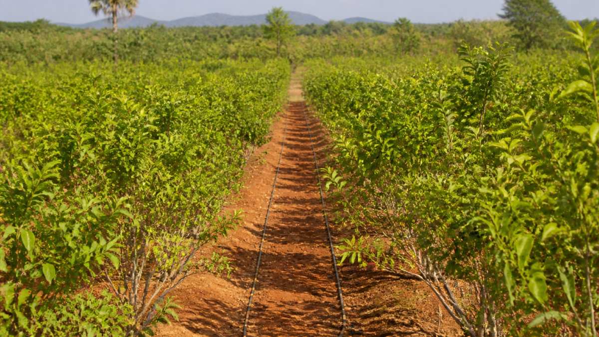 Aerial view of a red sandalwood plantation on agricultural land for sale in India with visible drip irrigation lines.