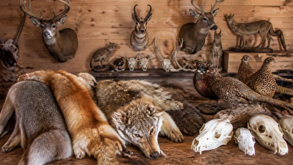 Where to Buy Quality Taxidermy Specimens: 2026 Guide