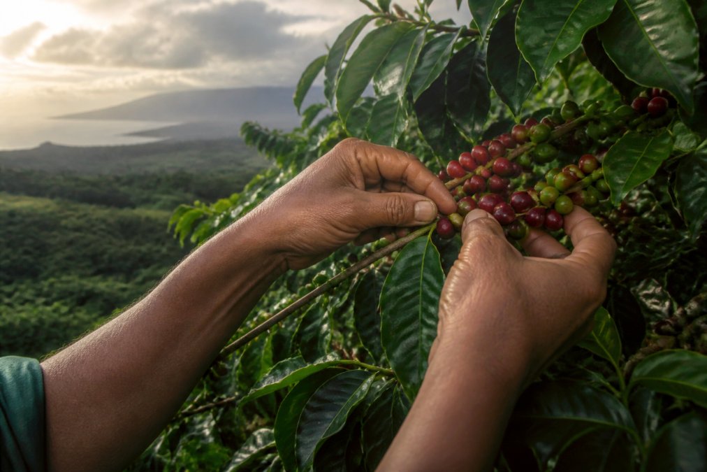 Close-up of hands carefully hand-picking ripe red coffee cherries from branches on a steep volcanic slope, morning sunlight filtering through cloud cover