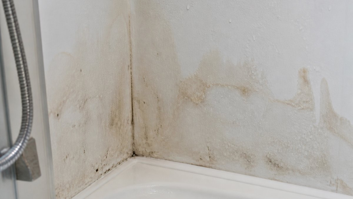 Close-up of bathroom wall showing visible water staining, discoloration patches, and early mold spots around shower area with moisture droplets on surface