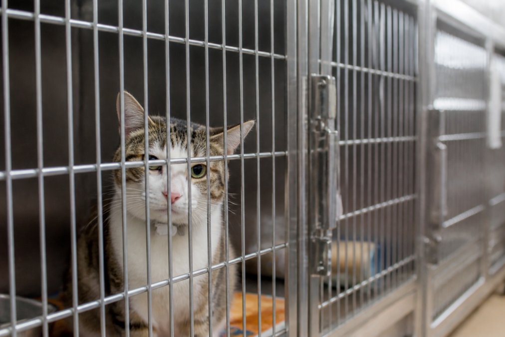 Why Cats Hate Boarding Facilities (And What to Do)