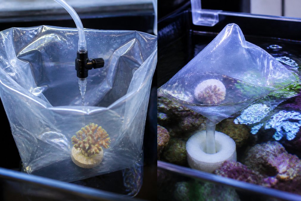 Close-up of drip acclimation tubing with precision valve control, foam strainer submerged in display tank water, and a coral specimen receiving slow water drops from the acclimation line