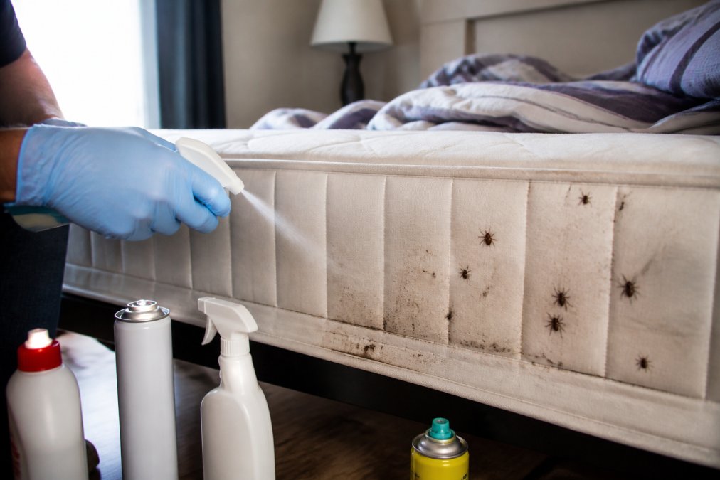 Why DIY Bed Bug Treatments Fail: 7 Critical Reasons
