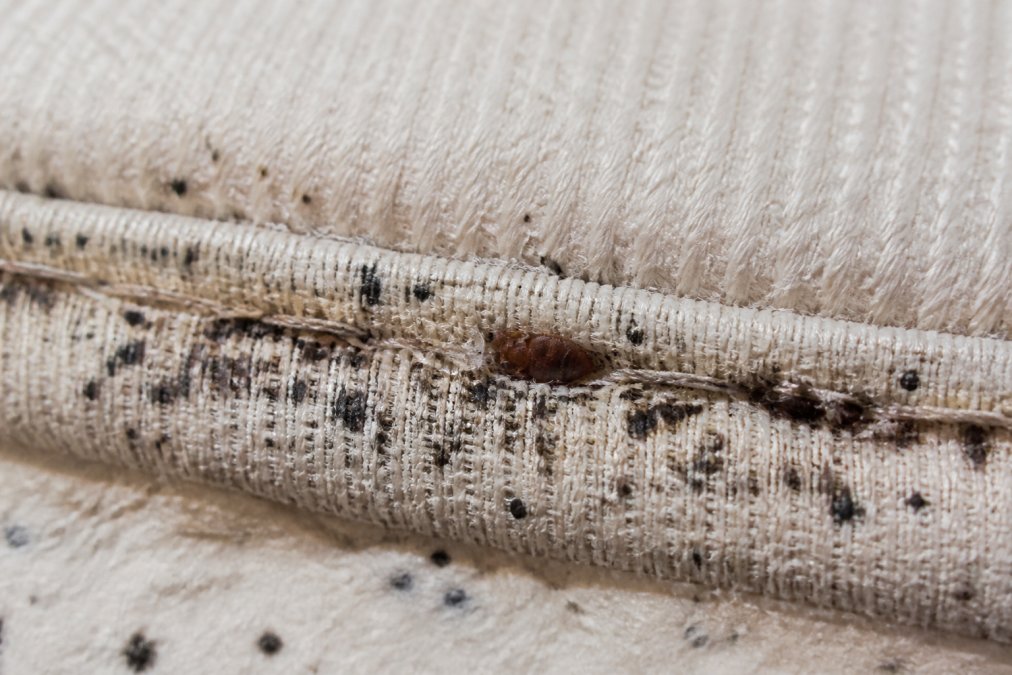 Macro photograph of mattress seam showing bed bug hiding spots, dark staining from fecal matter, and textile texture under close magnification