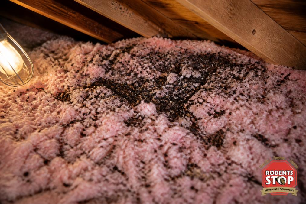 Close-up of contaminated attic insulation with visible rodent droppings and dark nesting material scattered across pink fiberglass batts, lit by a single work light