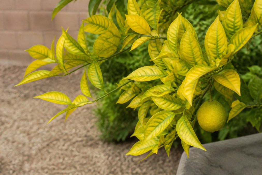 Why Do Citrus Trees Turn Yellow? Causes & Fixes