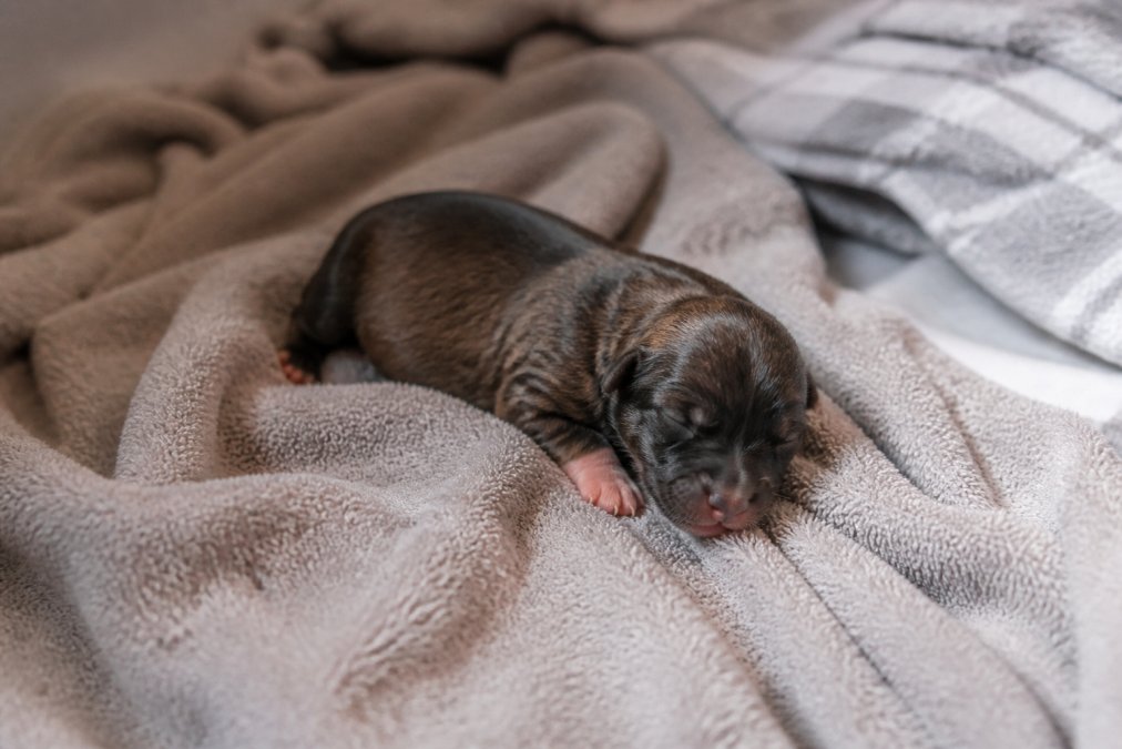 Professional illustration showing fading and puppy and syndrome concepts for why do puppies die after birth