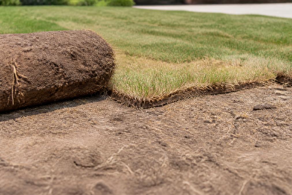 Why Does New Sod Die? Fix It Before It's Too Late