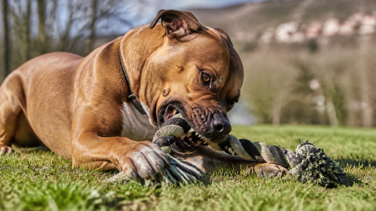 A determined dog actively chewing on a durable rope toy outdoors in natural sunlight, showing engaged jaw strength and focused play behavior