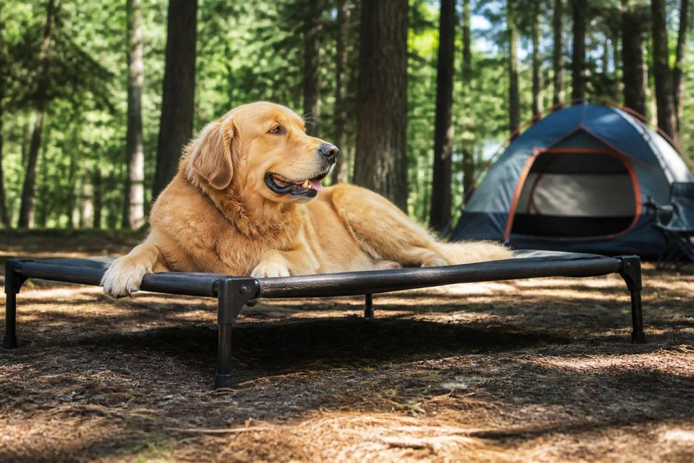 Golden retriever resting peacefully on an elevated mesh camping bed in a sunny forest clearing, with visible airflow space beneath the raised platform and tent in soft-focus background
