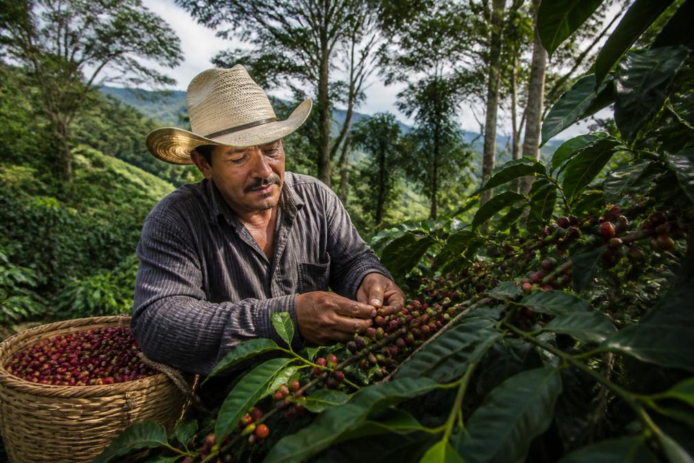 A coffee farmer in a lush hillside field inspecting ripe coffee cherries by hand, with a woven basket nearby and morning light filtering through shade trees