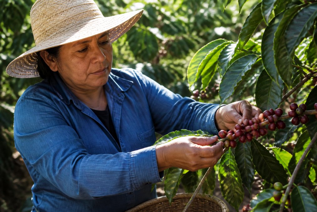 Worker carefully hand-picking ripe red coffee cherries from a coffee plant, selective harvesting showing attention to detail on a sunny farm with dappled light through shade trees