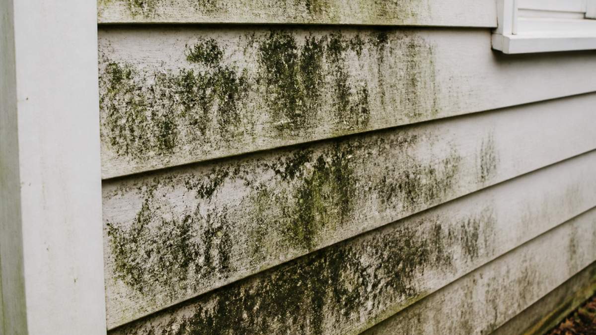 Close-up of dark mold and mildew spreading across weathered house siding with visible surface deterioration and discoloration from moisture and organic buildup