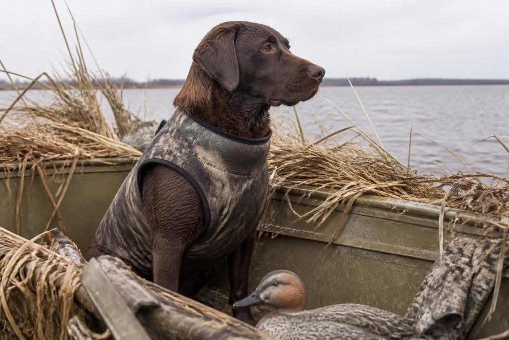 A hunting dog wearing a properly fitted neoprene insulated vest in a duck blind, sitting alertly with water visible in the background, demonstrating correct positioning and secure fit around the chest and shoulders