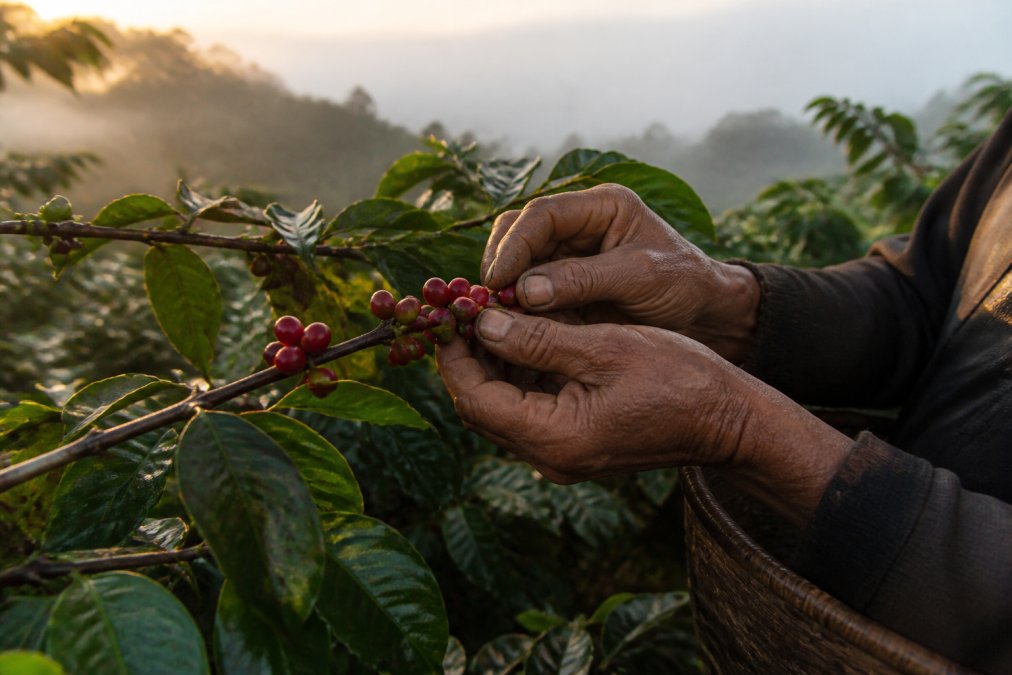 Close-up of a coffee farmer's weathered hands carefully picking ripe red coffee cherries from a branch on a misty high-altitude farm, golden morning light filtering through the leaves