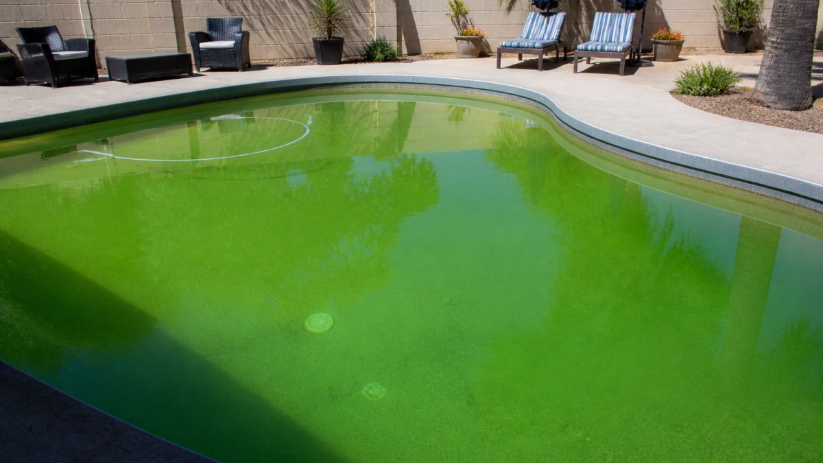 A backyard swimming pool filled with visibly green, cloudy water, surrounded by clean patio furniture and bright sunlight, showing the sharp contrast between the green water and a well-kept pool deck