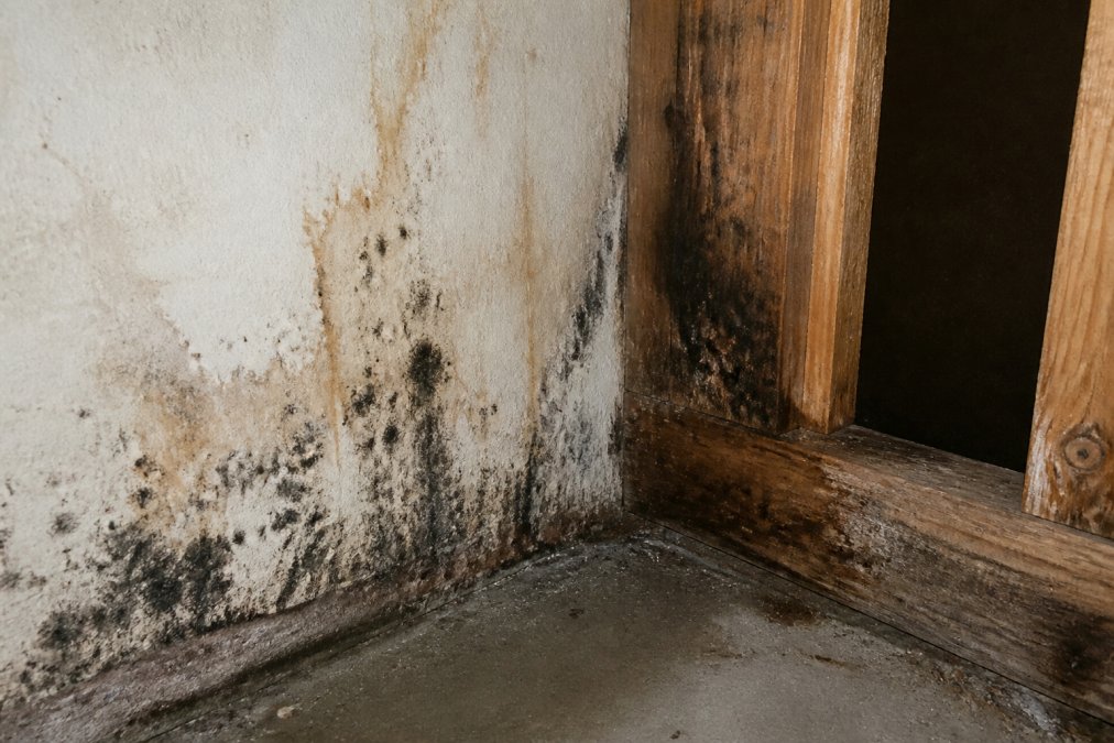 Close-up of dark mold growth spreading across a section of drywall and a wooden wall stud in a home basement corner, with visible water staining and a damp, textured surface under harsh work light