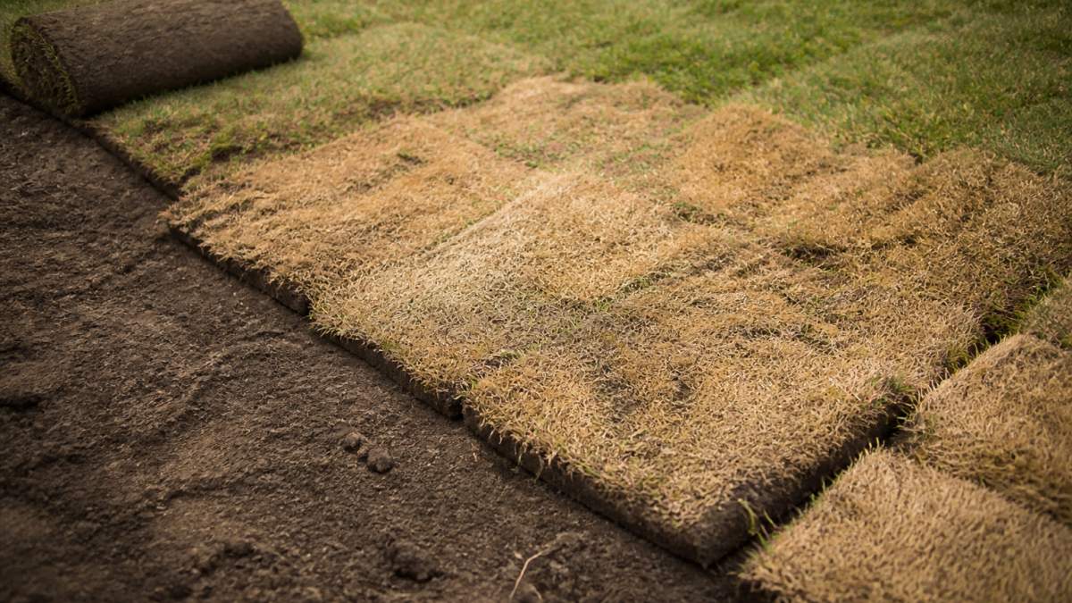 Why New Sod Dies After Installation: 7 Fixes That Work