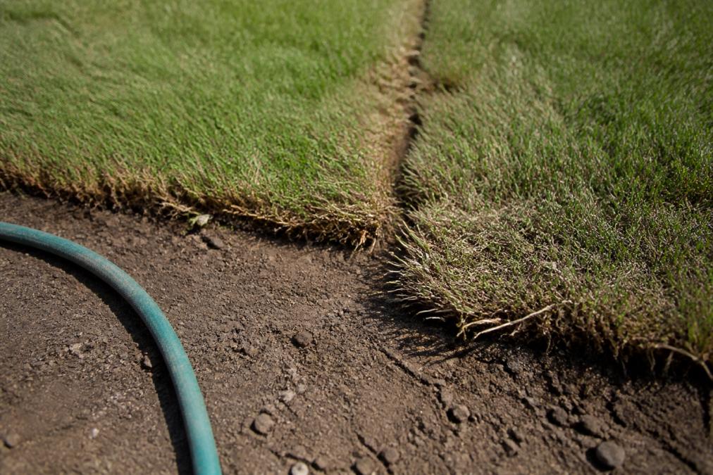 A close-up of newly installed sod in a residential yard, showing the seam between two rolls and brown, curling edges where the grass is drying out. A garden hose lies nearby on the soil.