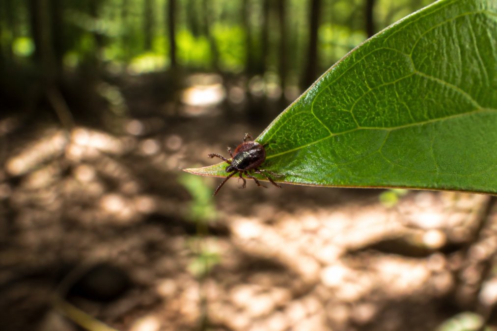 Extreme close-up of a single deer tick clinging to the edge of a green leaf, with a soft-focus forest floor and dappled sunlight in the background