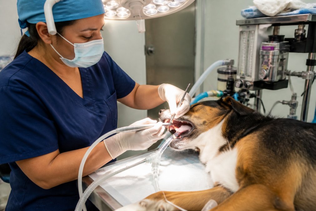 Veterinary technician performing oral examination on a calm dog under bright surgical lighting, with dental ultrasonic scaler and monitoring equipment visible in a modern surgical suite