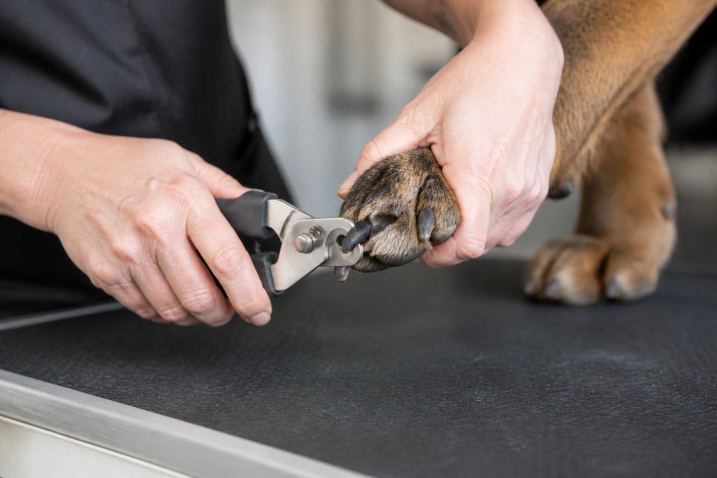 Diagram illustrating the process of using heavy-duty clippers to safely trim thick nails on a dog paw.